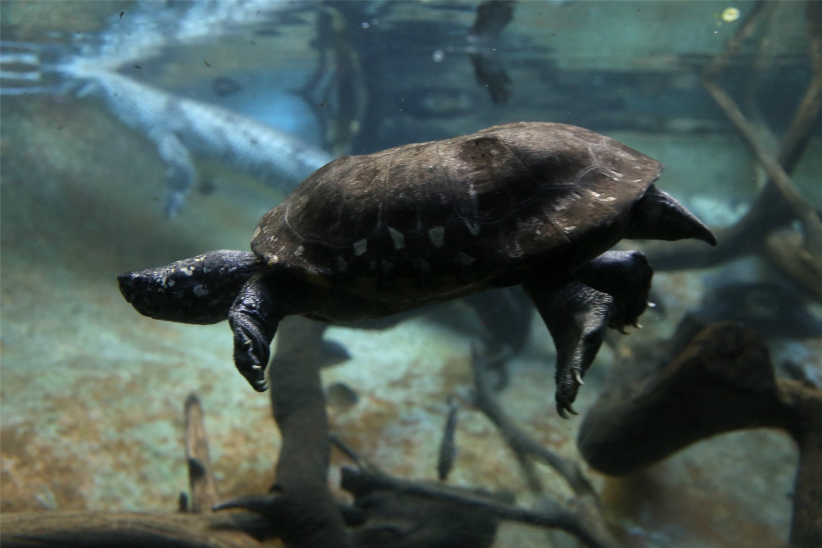 Black Pond Turtle