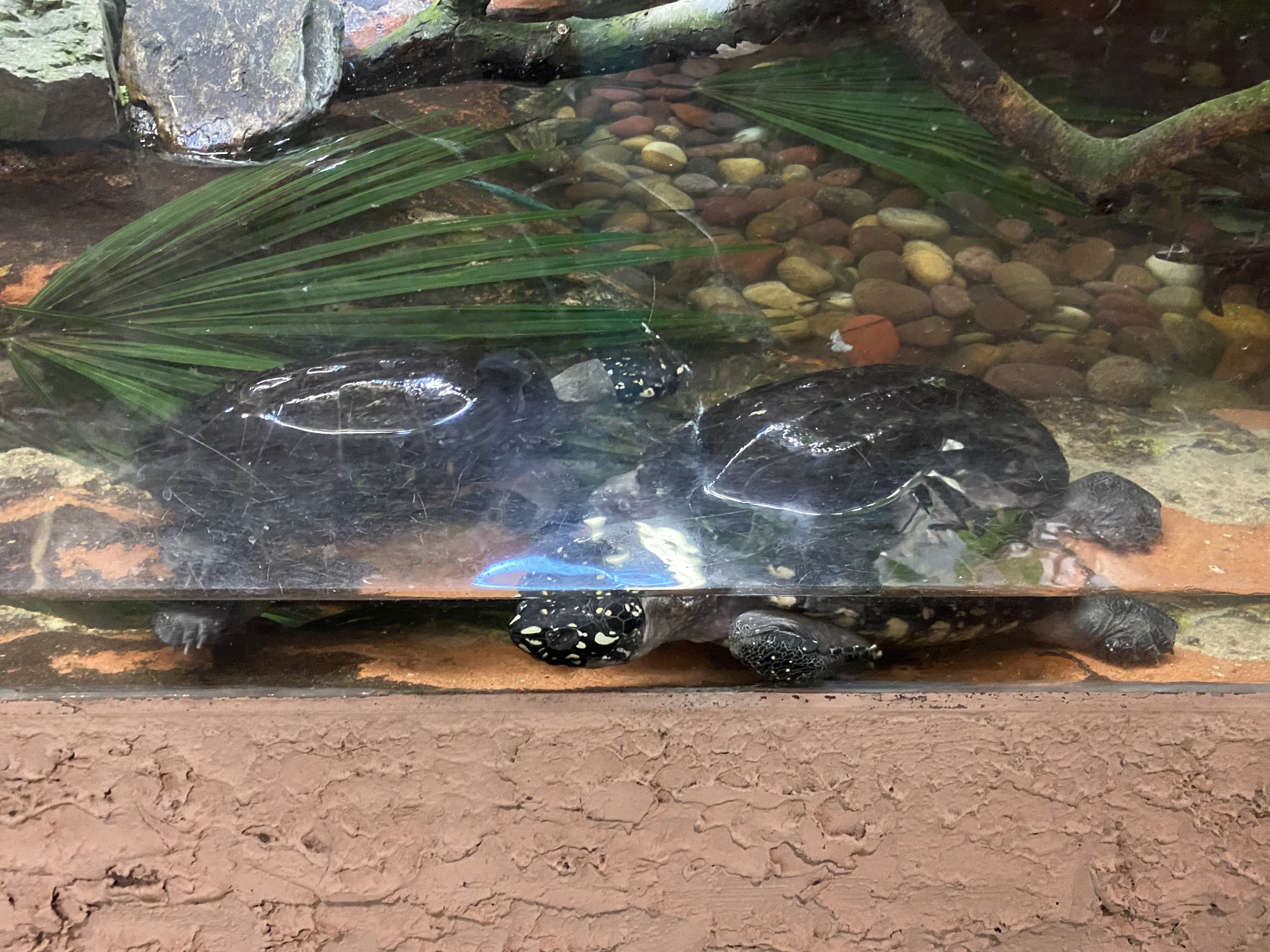 Black Pond Turtles