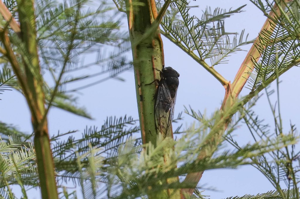 Black Prince Cicada