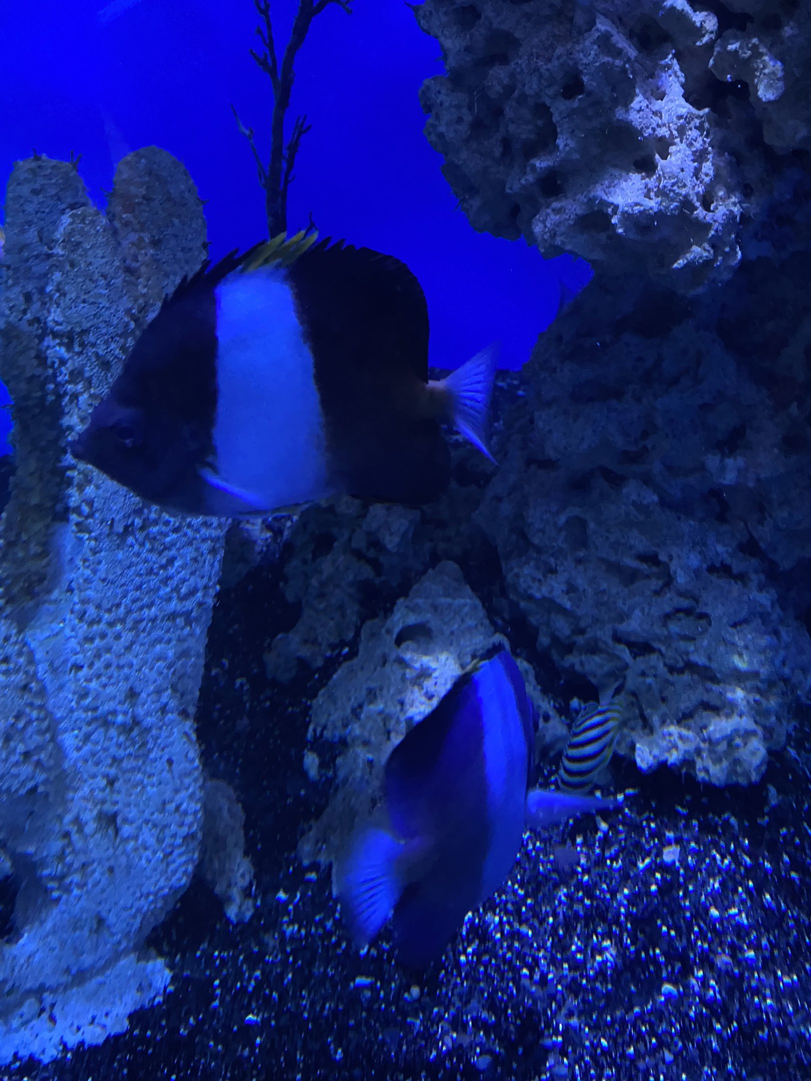 Black Pyramid Butterflyfish