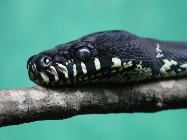 Black Python