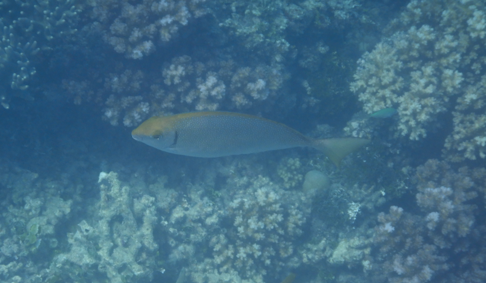 Black Rabbitfish (Siganus fuscescens) - Green Island