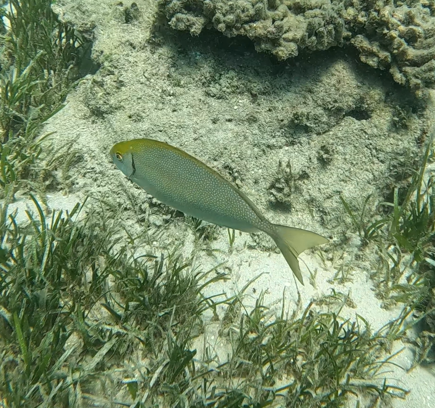 Black Rabbitfish (Siganus fuscescens)