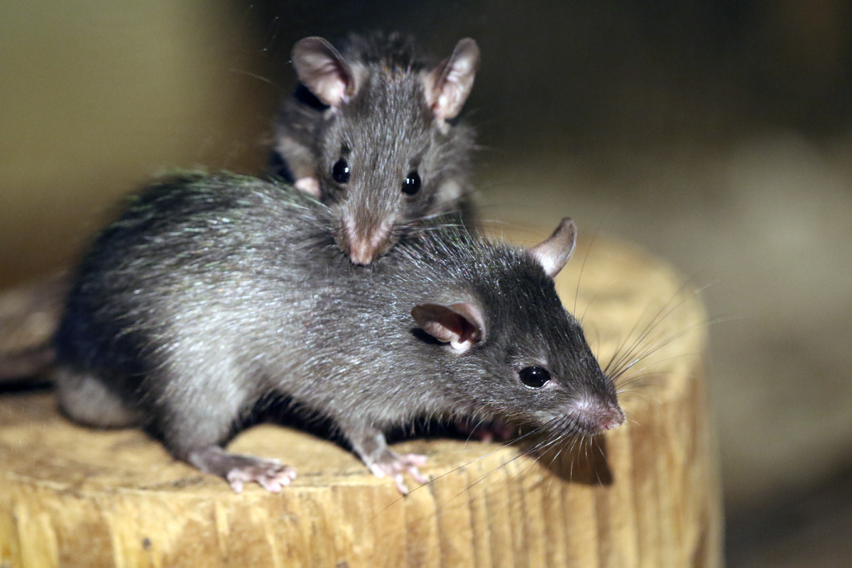 Black Rat at Dudley 28th Oct 2020