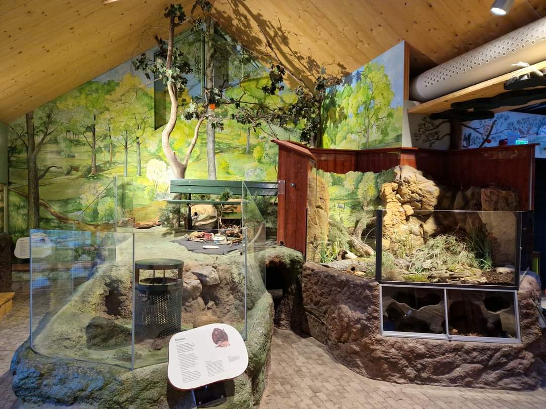 Black rat, Bank Vole exhibits