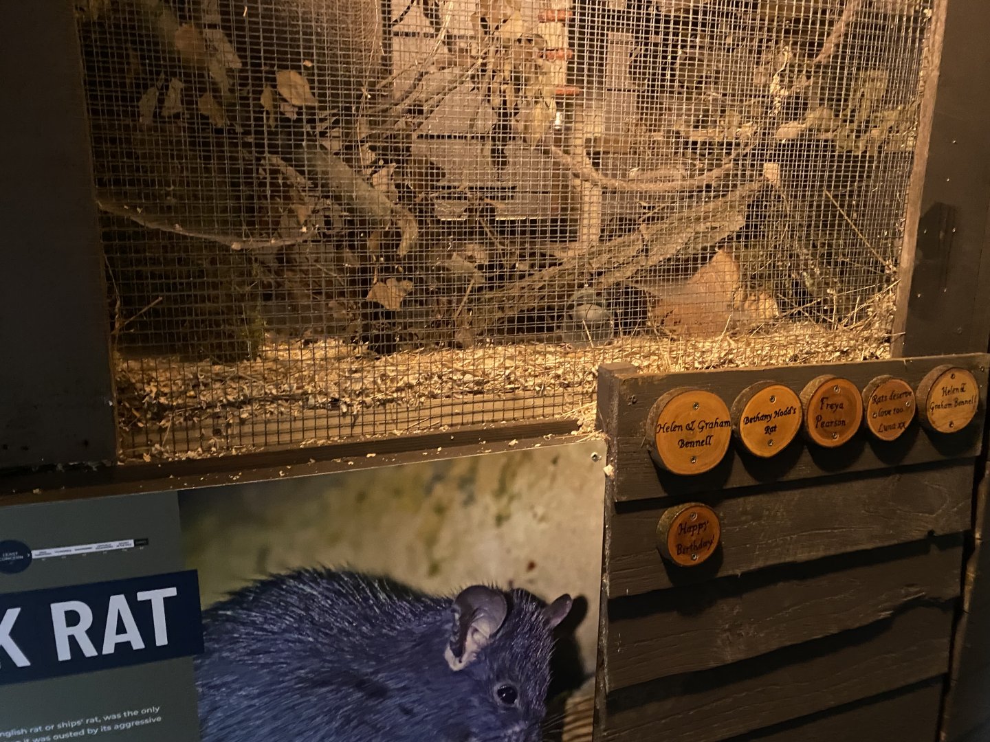 Black rat exhibit 030924