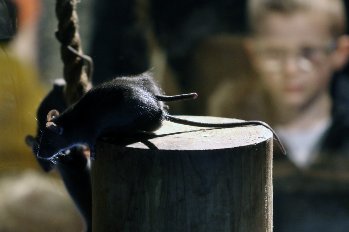 Black Rat Exhibit at Dudley 28th October 2020