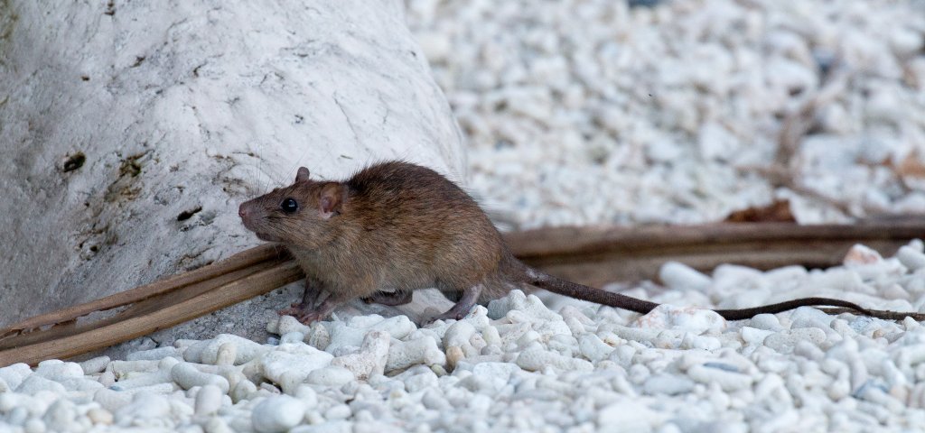 Black Rat on the beach
