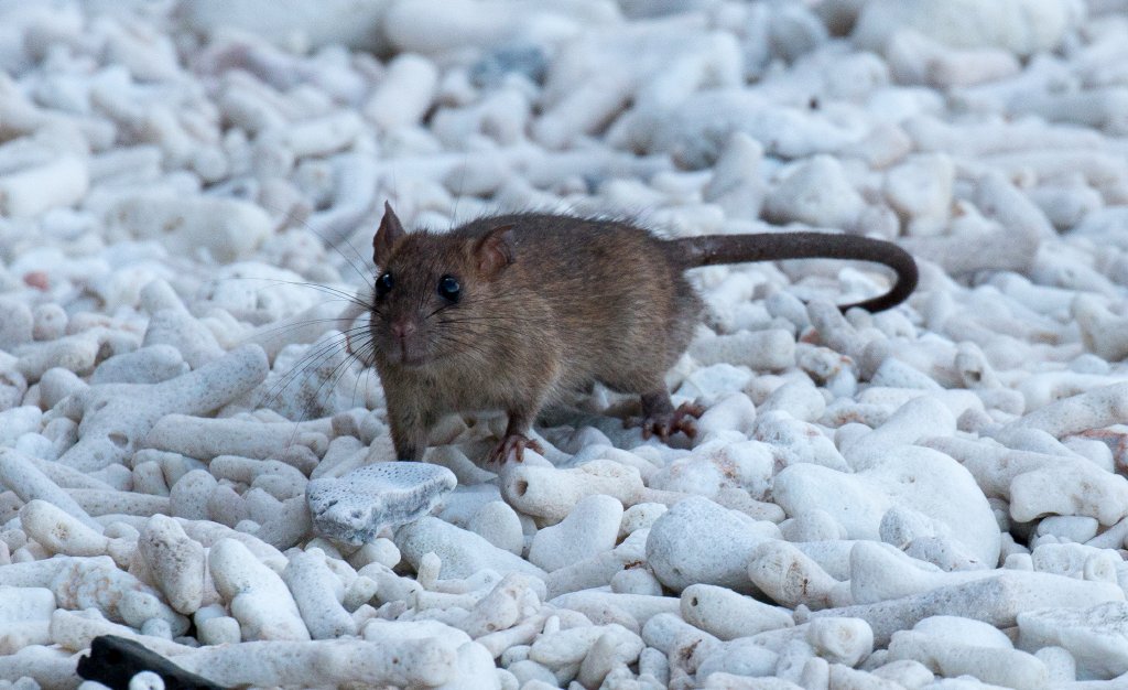 Black Rat on the beach