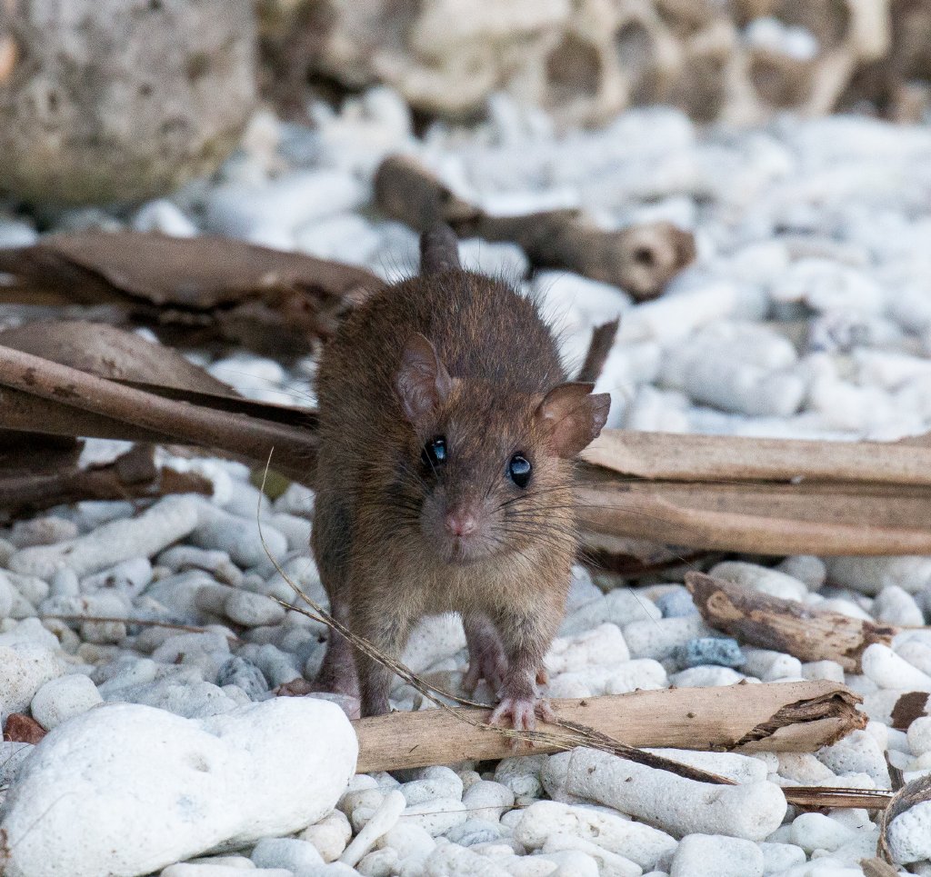Black Rat on the beach