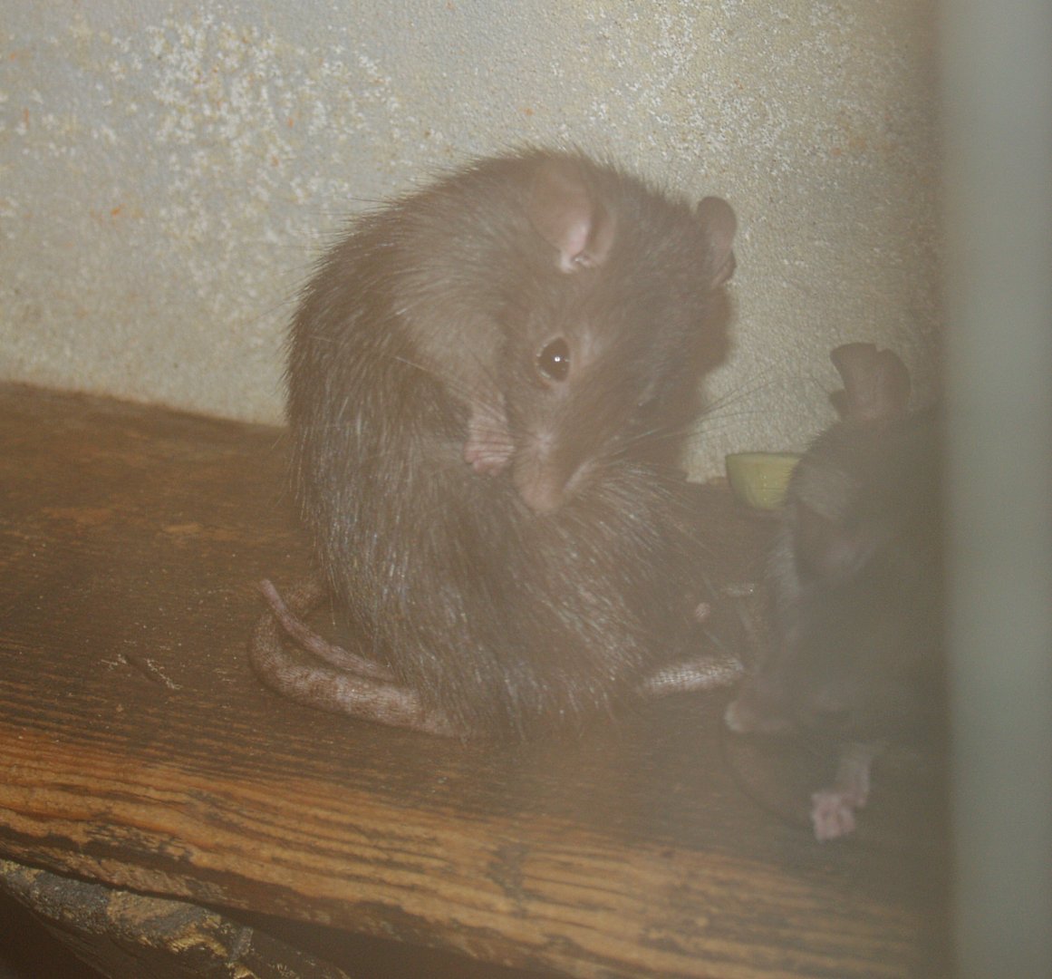 Black rat (Rattus rattus), 2006-07-08