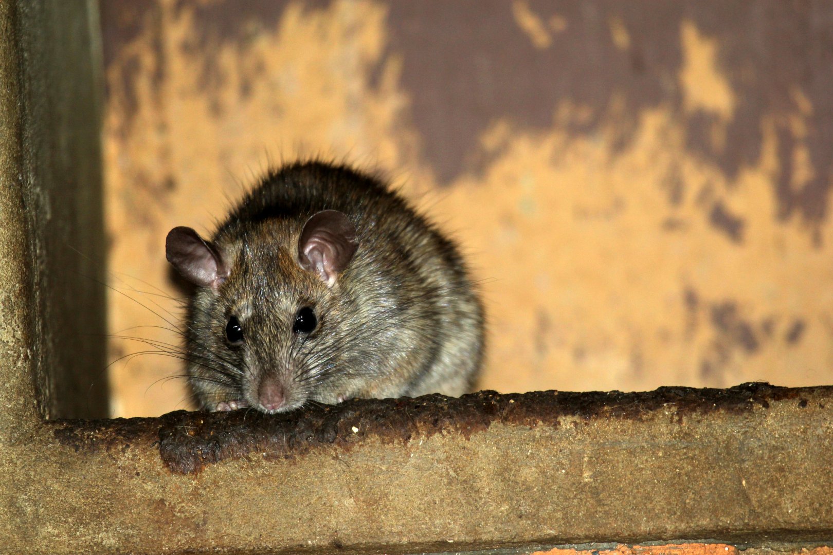 Black Rat (Rattus rattus) wild in monkey housing