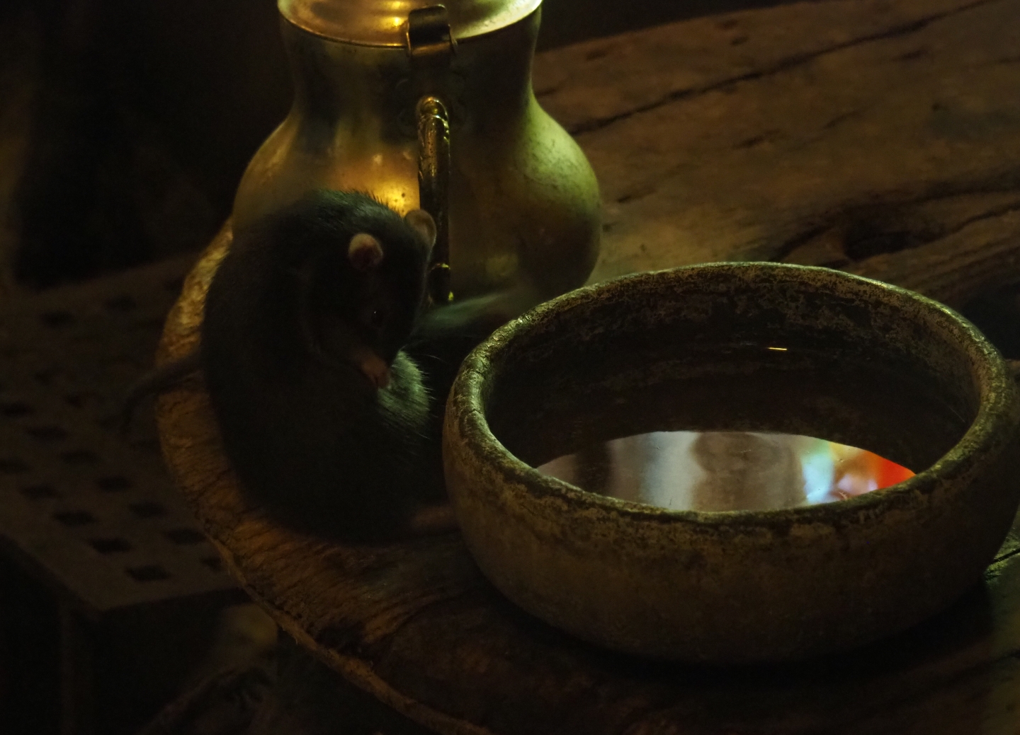 Black rat (Rattus rattus)