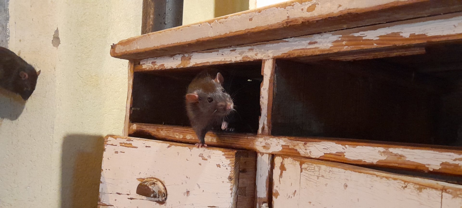 Black rat (Rattus rattus)