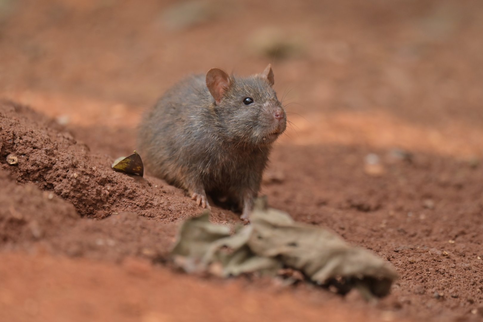 Black rat Rattus rattus