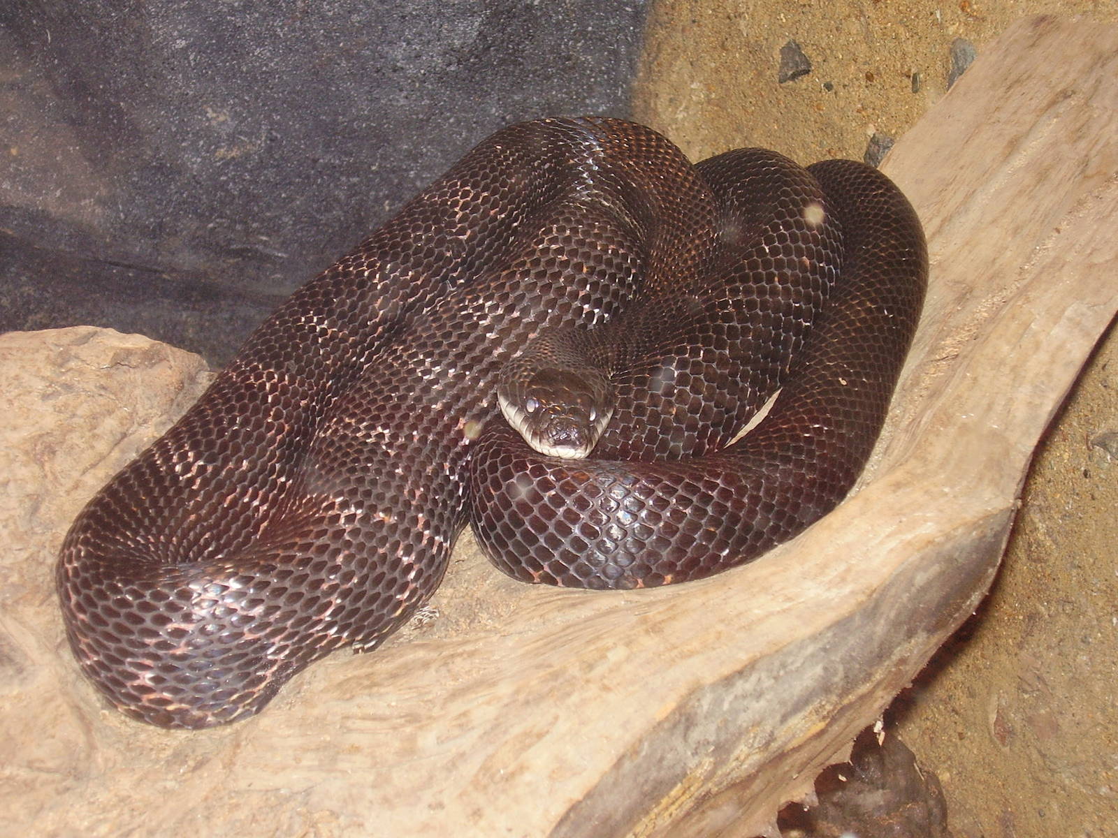 Black Rat Snake- Buttonwood Zoo MAY07