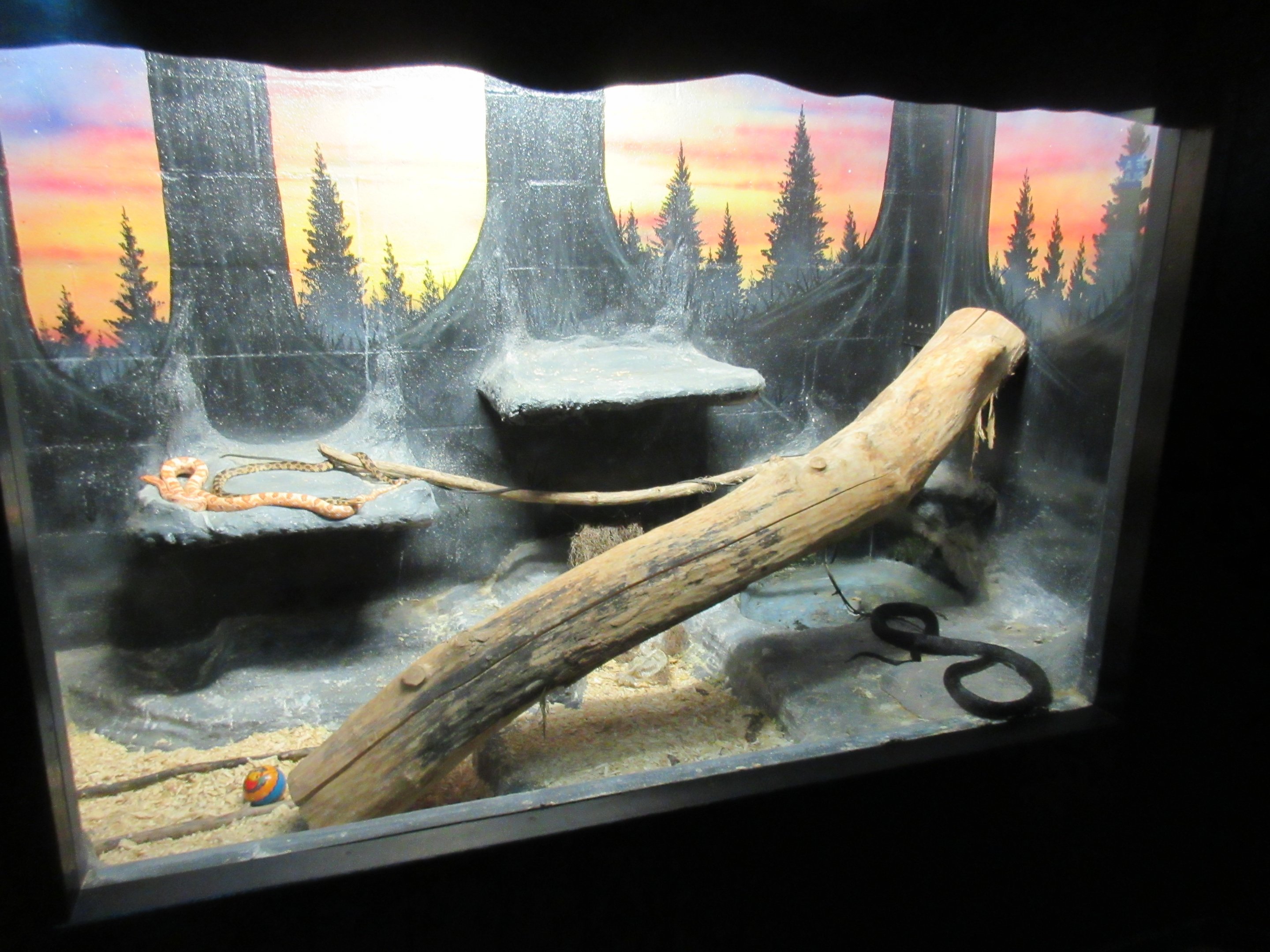 Black Rat Snake/Corn Snake Exhibit