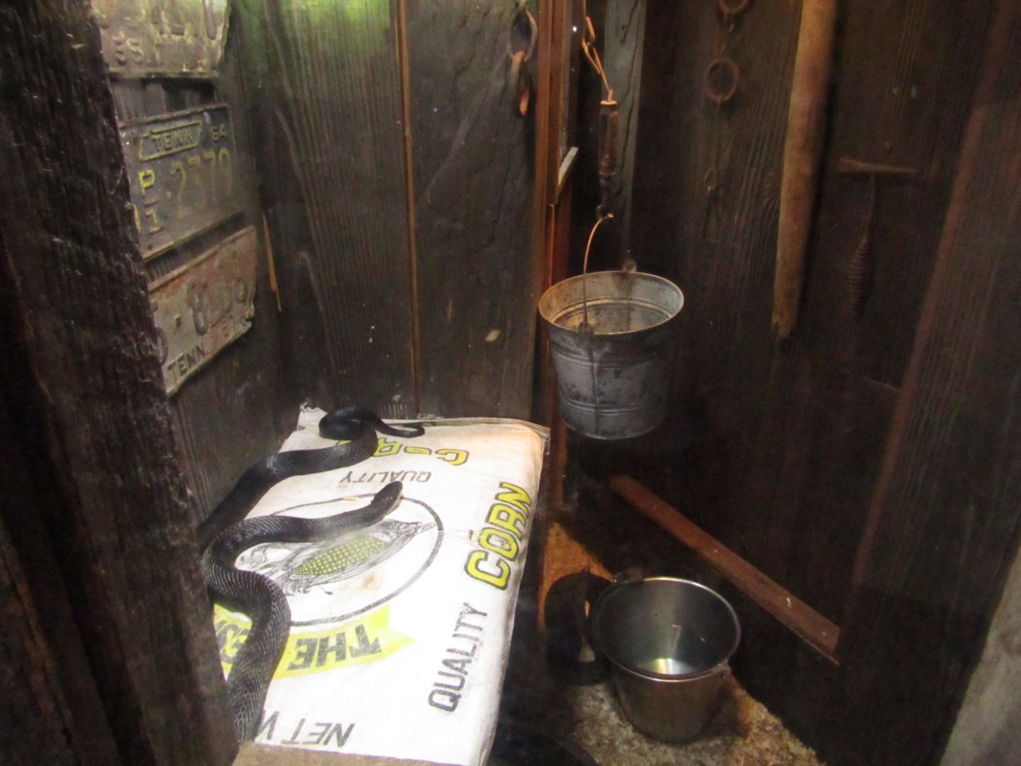 Black Rat Snake Exhibit