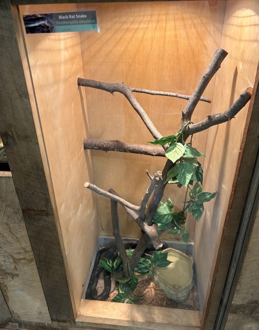 Black Rat Snake (Outdoor Discovery Center, Holland, MI, 8/8/25)
