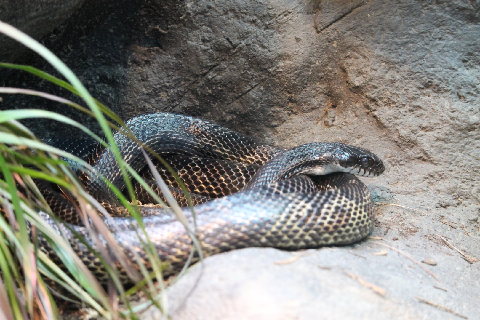 Black rat snake (Pantherophis obsoletus obsoletus)