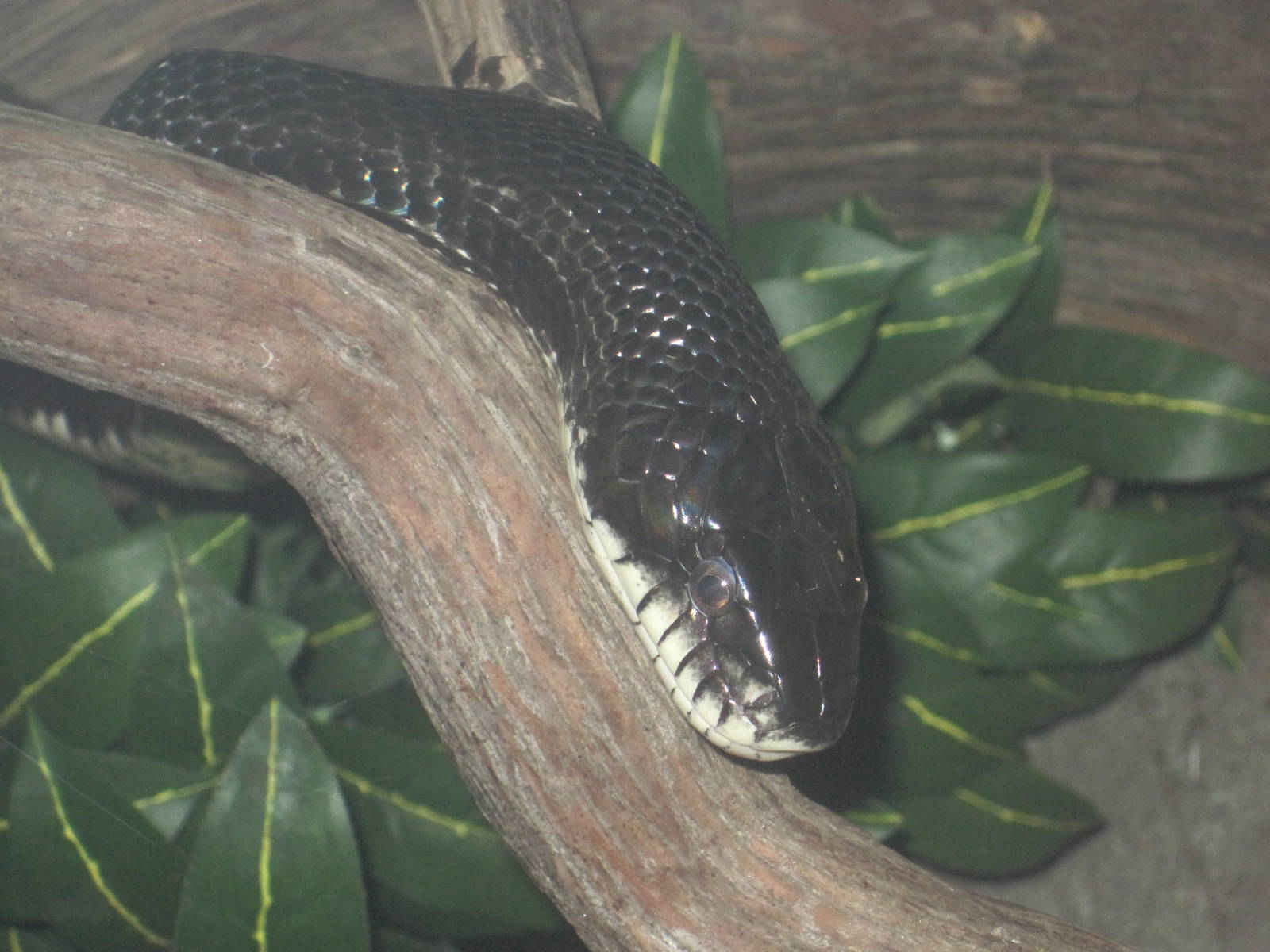 Black Rat Snake