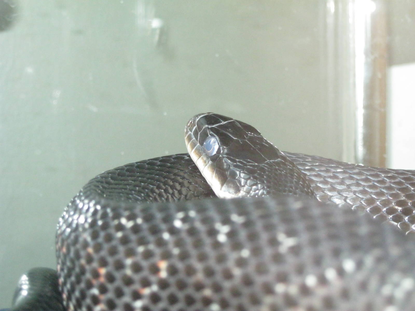 Black Rat Snake