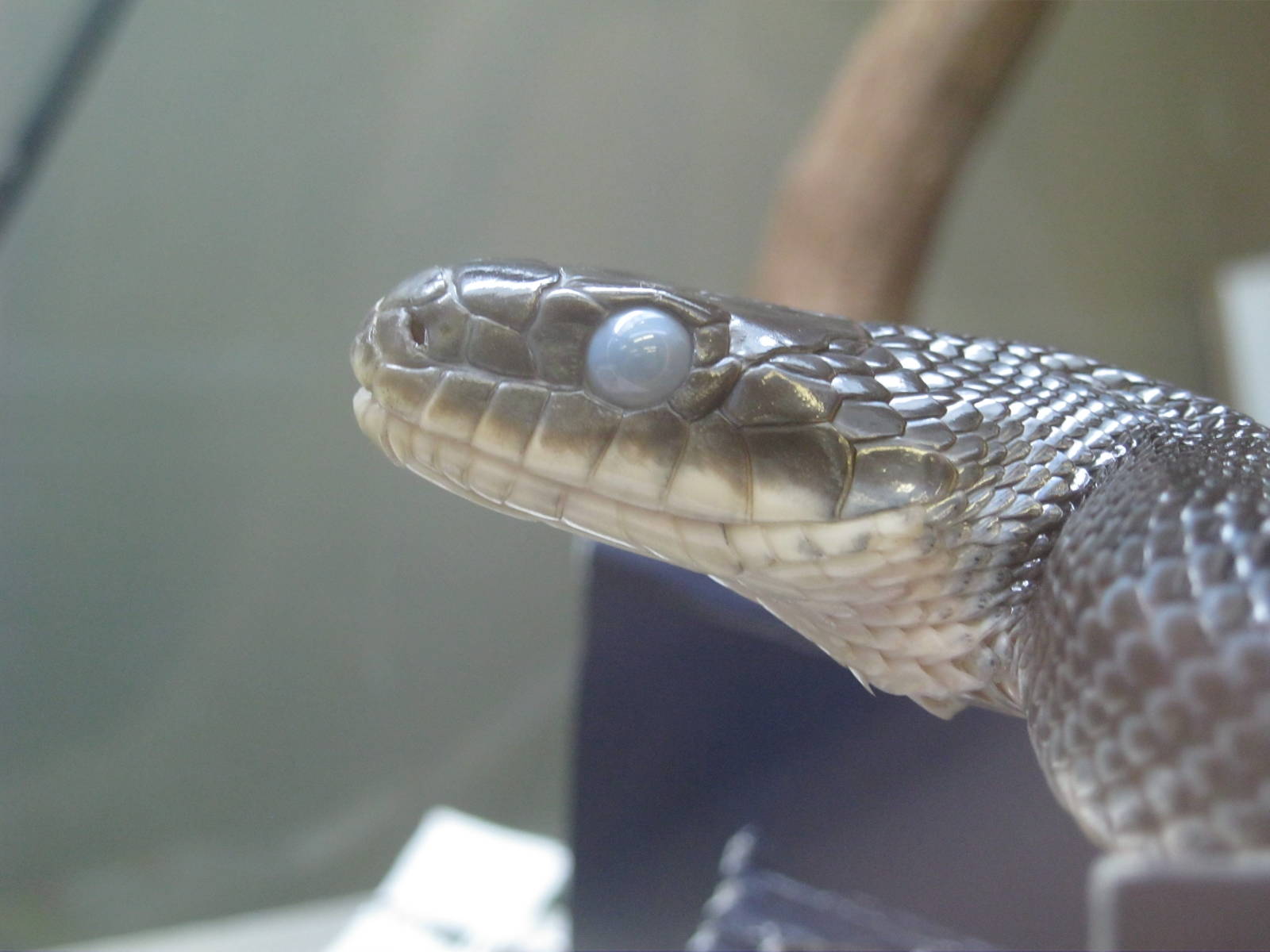 Black Rat Snake