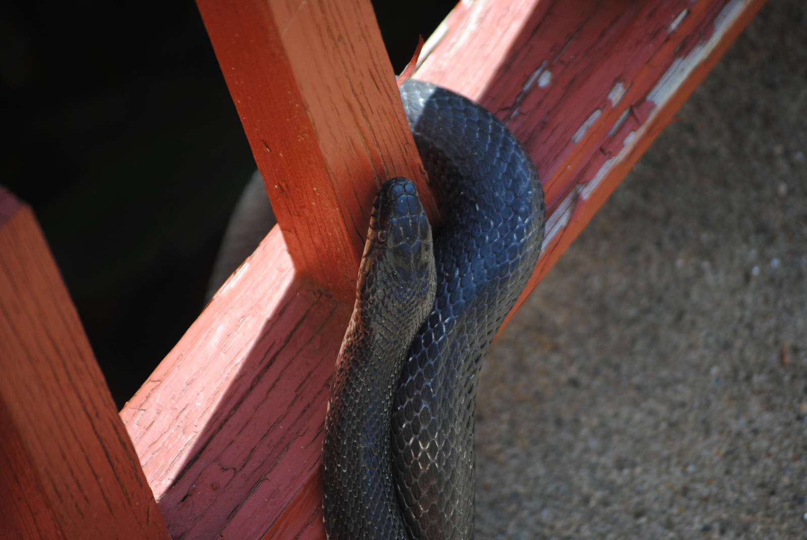 Black Rat Snake