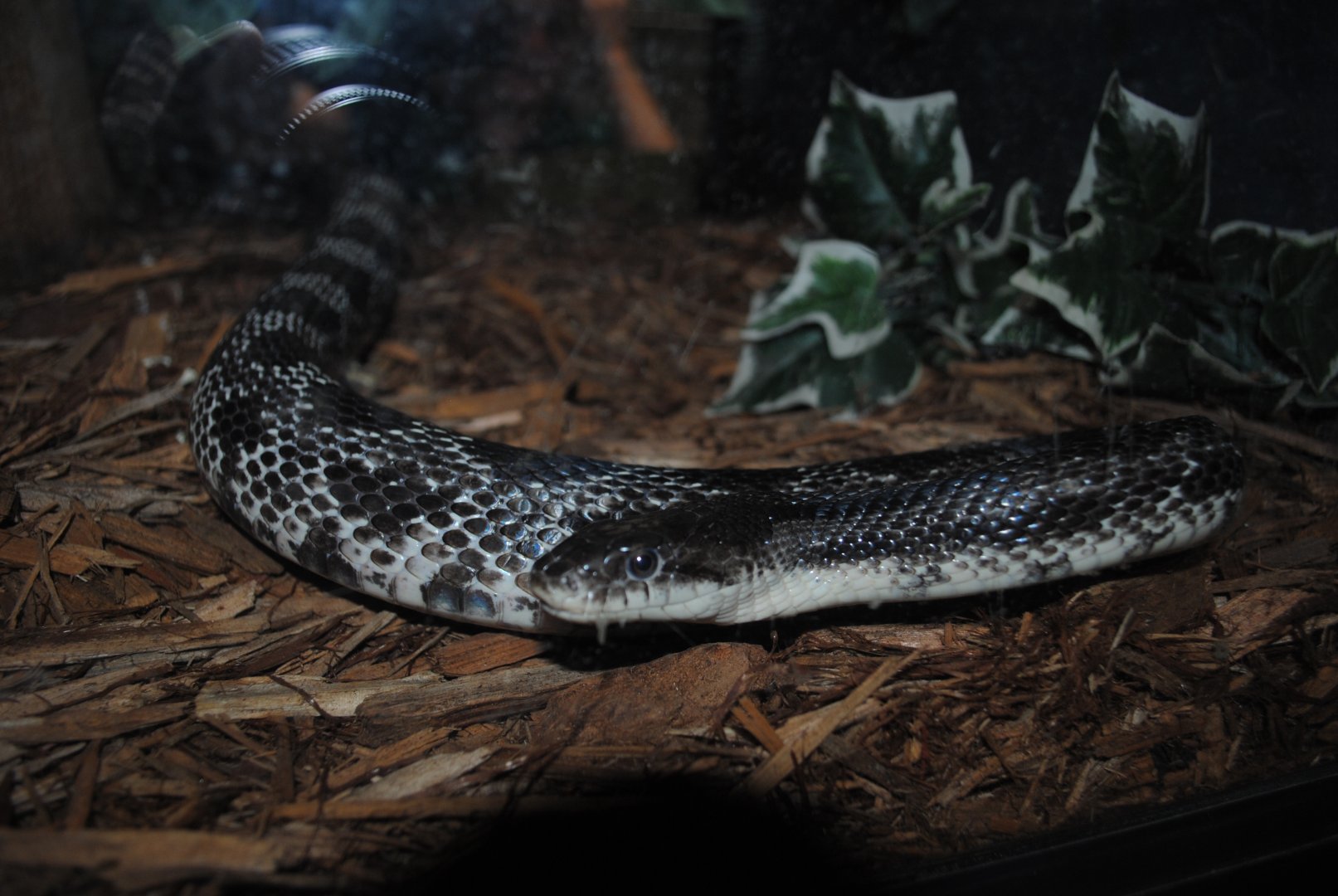 Black Rat Snake