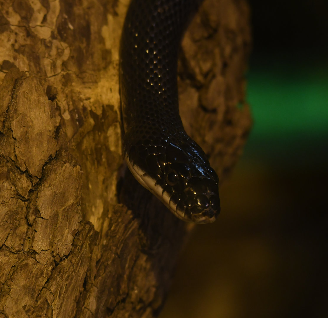 Black rat snake