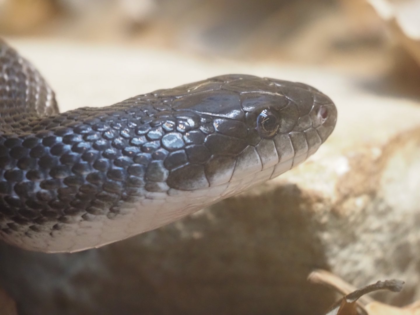 Black Rat Snake
