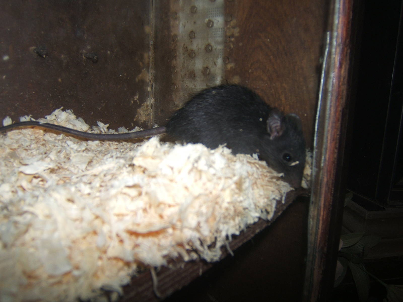 Black Rat