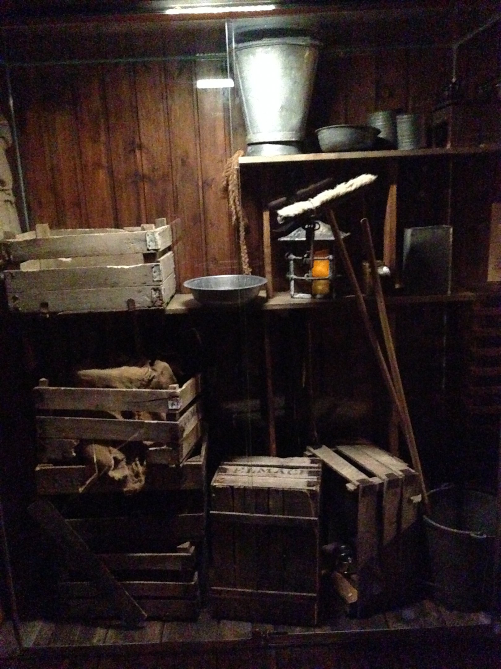 Black rats inside shop at entry to Madagascar 2016