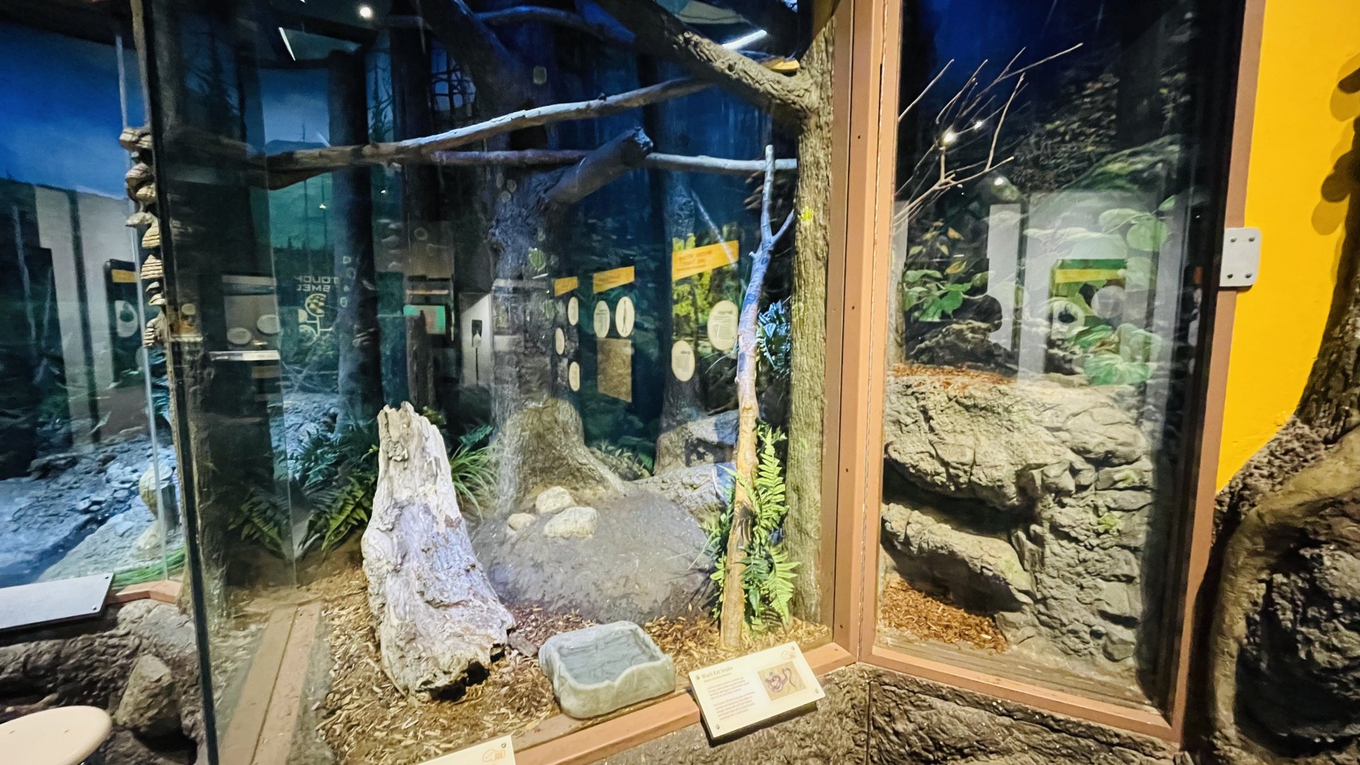 Black Ratsnake and Eastern Box Turtle Enclosure