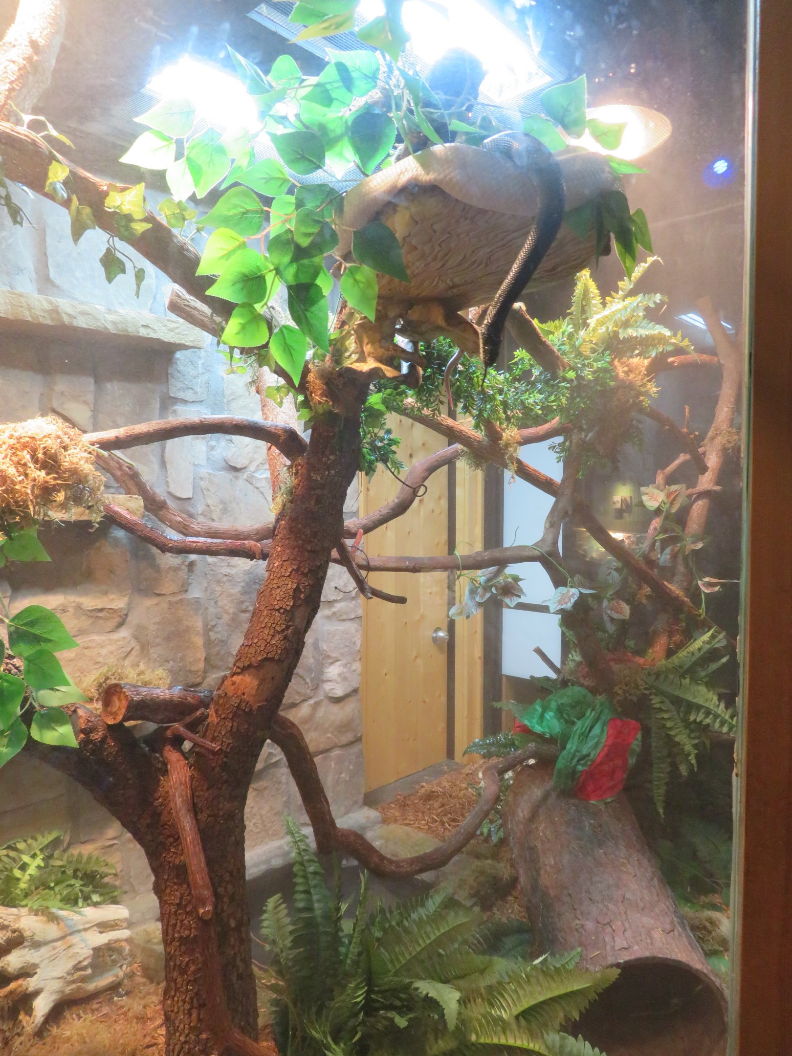 Black Ratsnake Exhibit