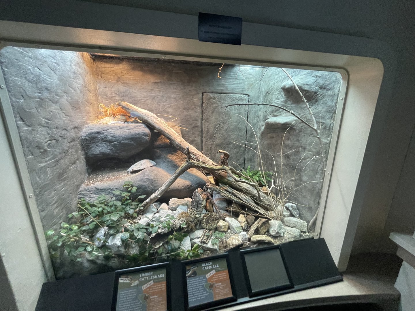 Black Ratsnake (no show) and Timber Rattlesnake Enclosure