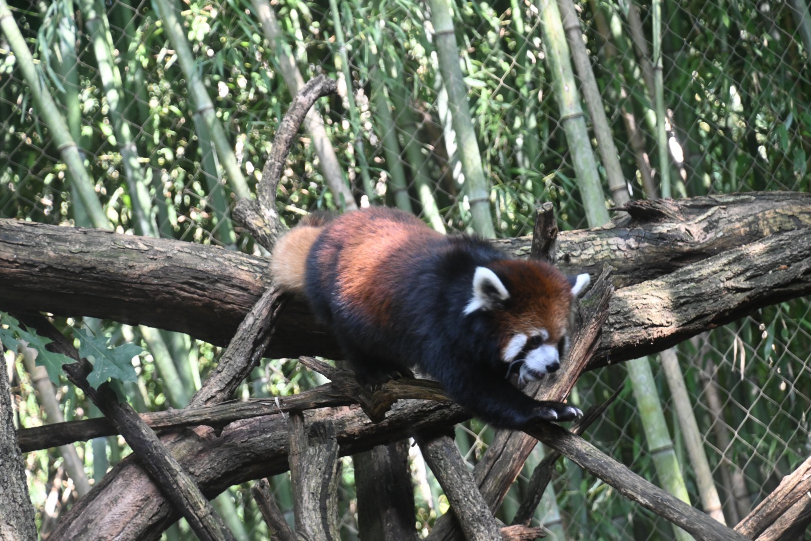 Black red panda (Ailurus fulgens styani)