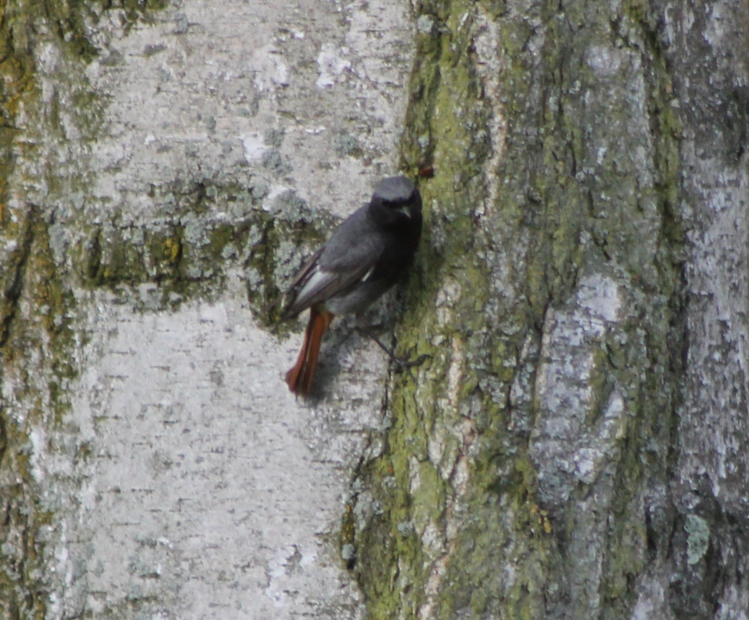 black redstart male