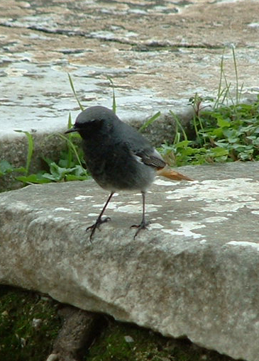 Black Redstart