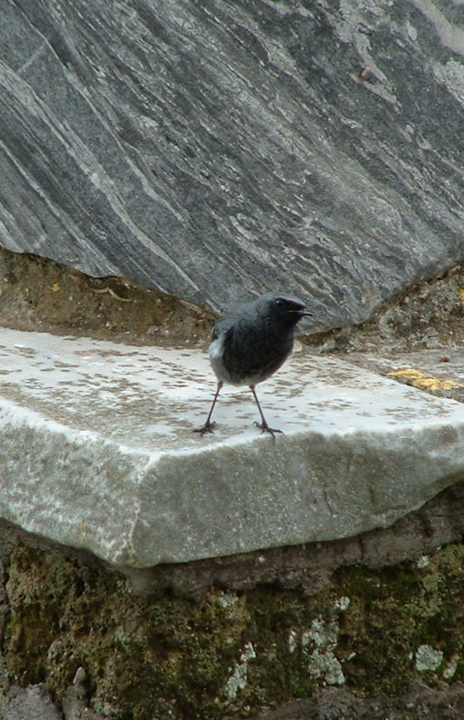 Black Redstart