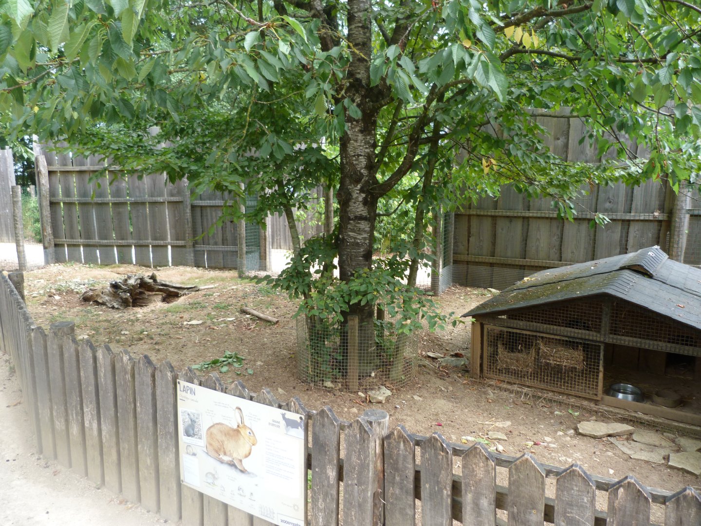 Black rex rabbit exhibit -Zoodyssée (2025)