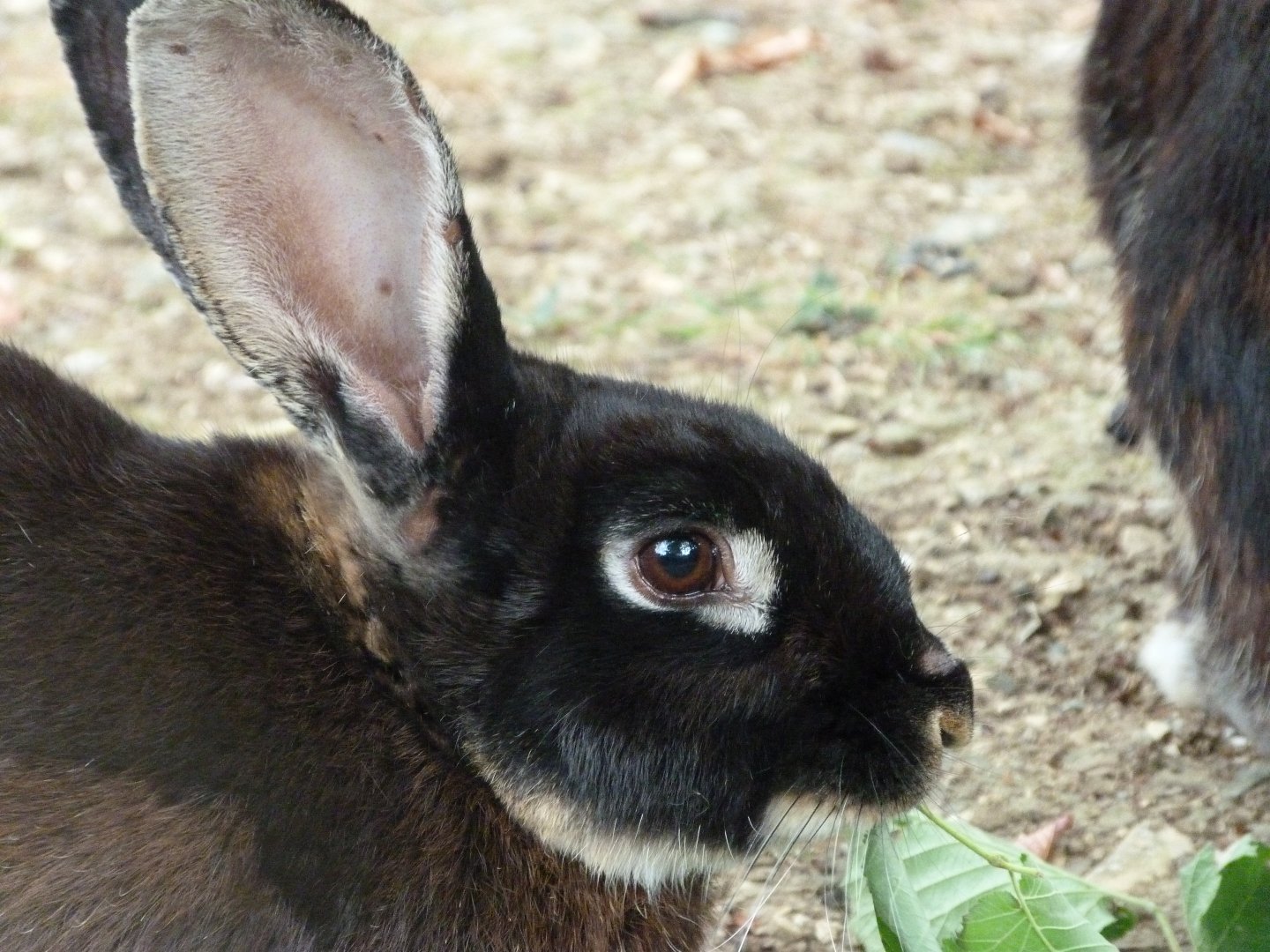 Black rex rabbit -Zoodyssée (2025)