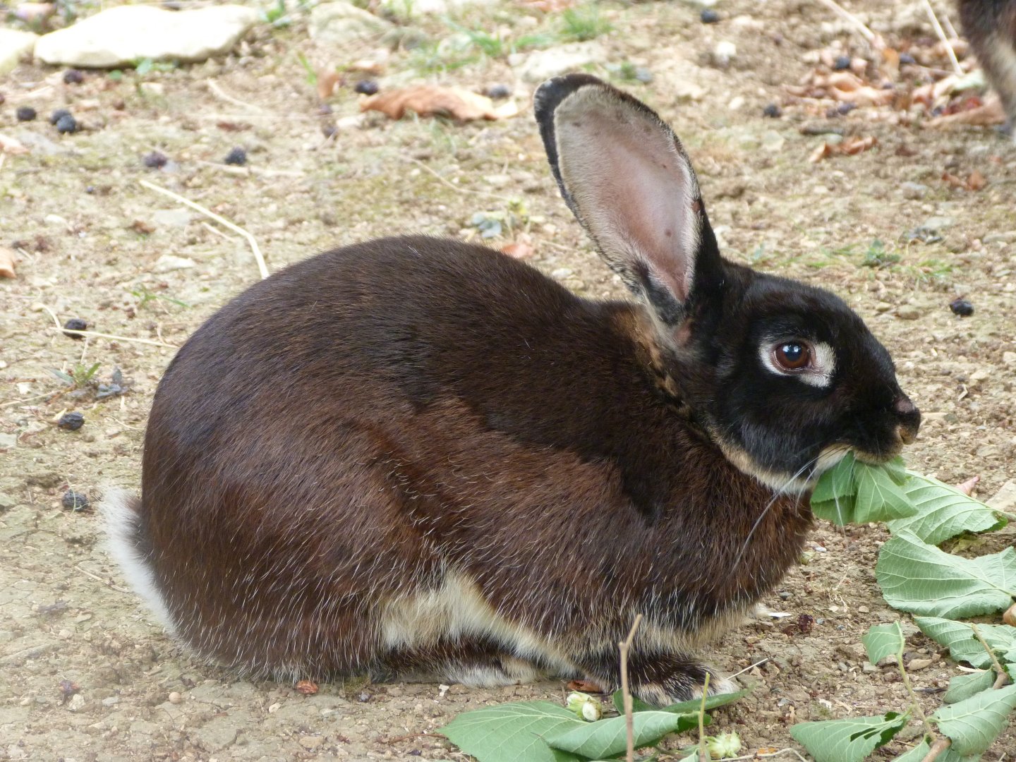 Black rex rabbit -Zoodyssée (2025)