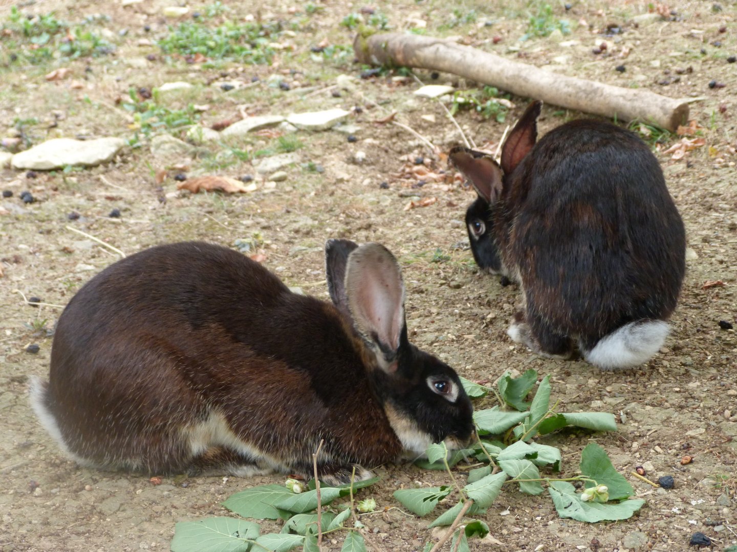 Black rex rabbits -Zoodyssée (2025)