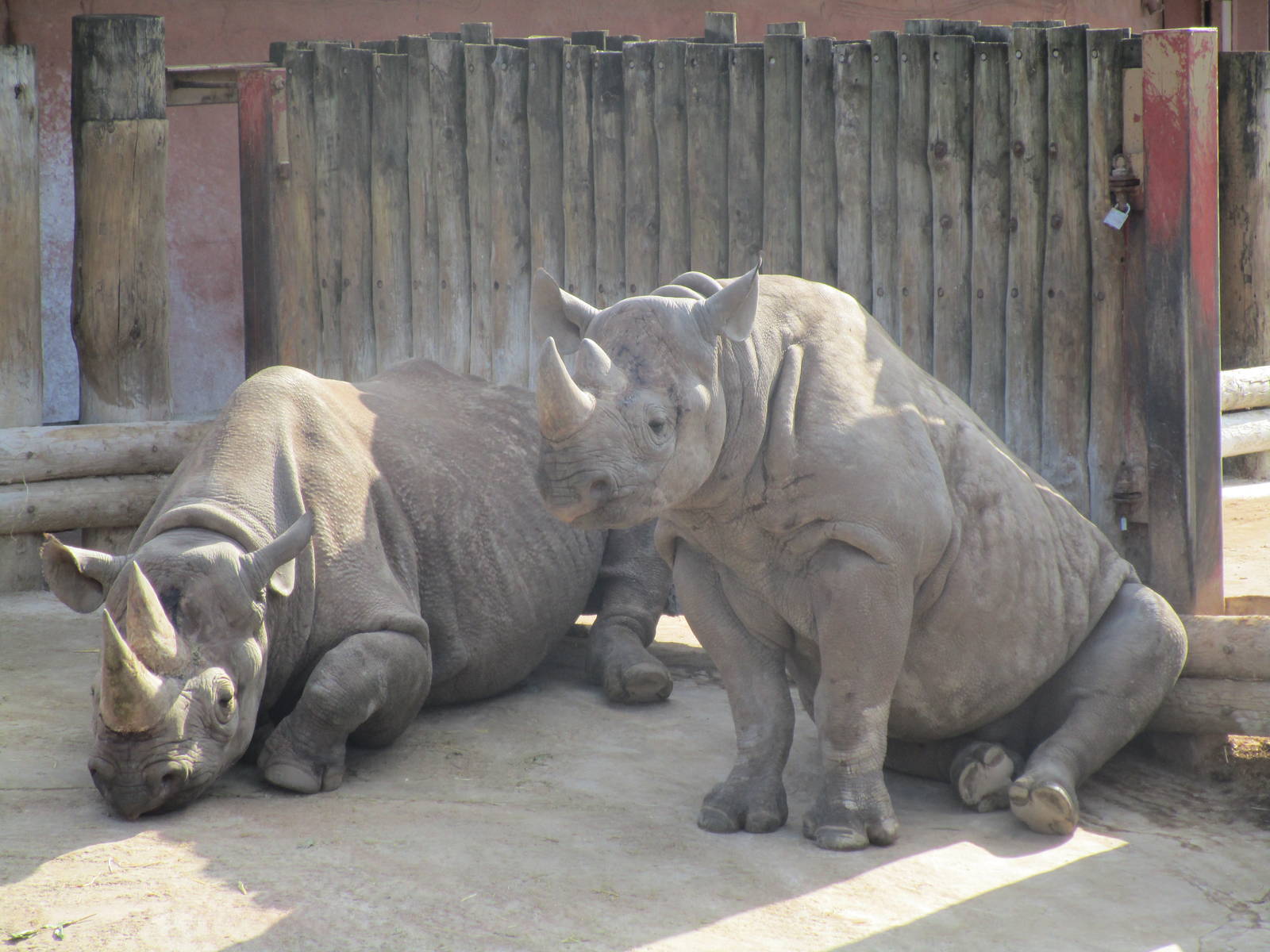 Black Rhino - 07/09/15