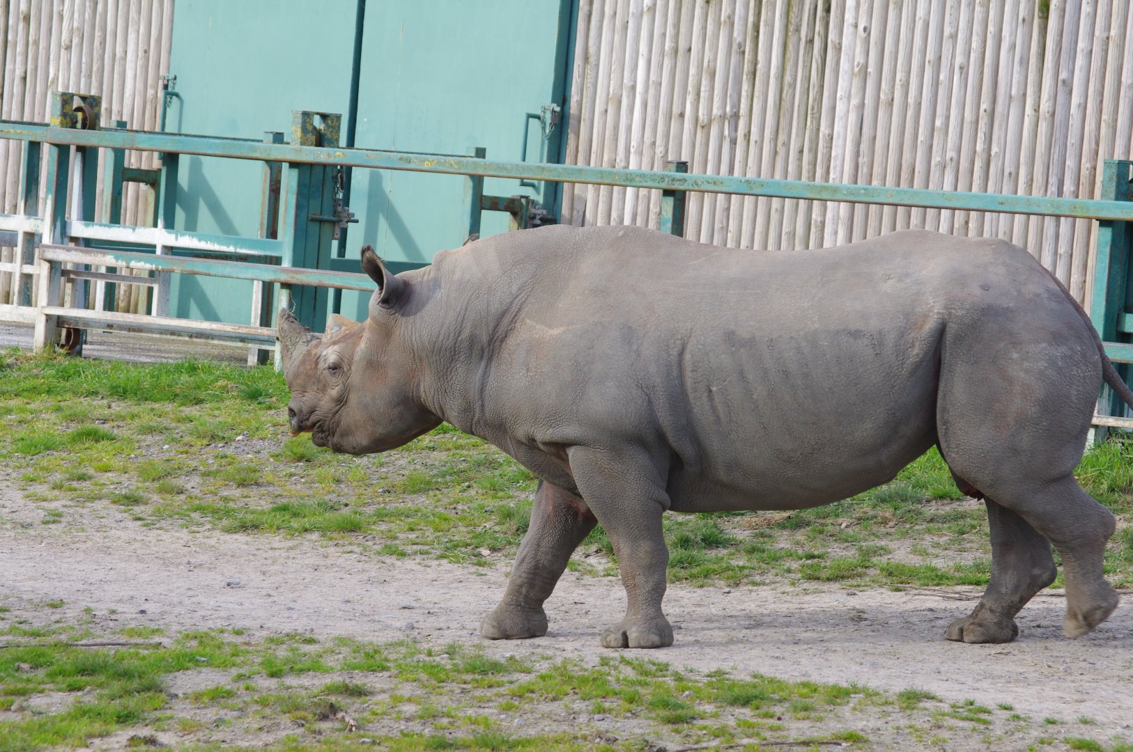 Black Rhino- 12/4/2024