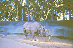 Black rhino 1964