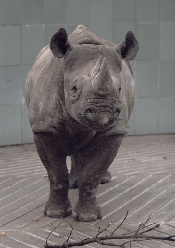 Black rhino 1973