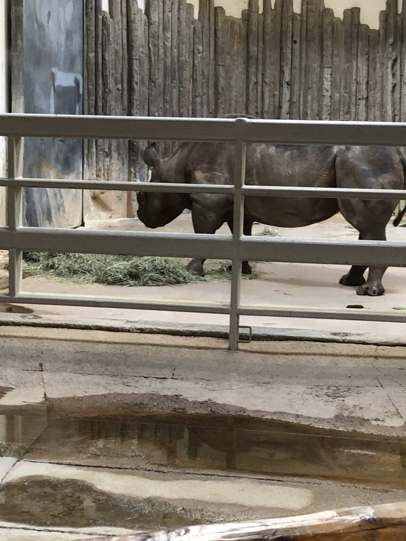 Black Rhino 2-24-2020