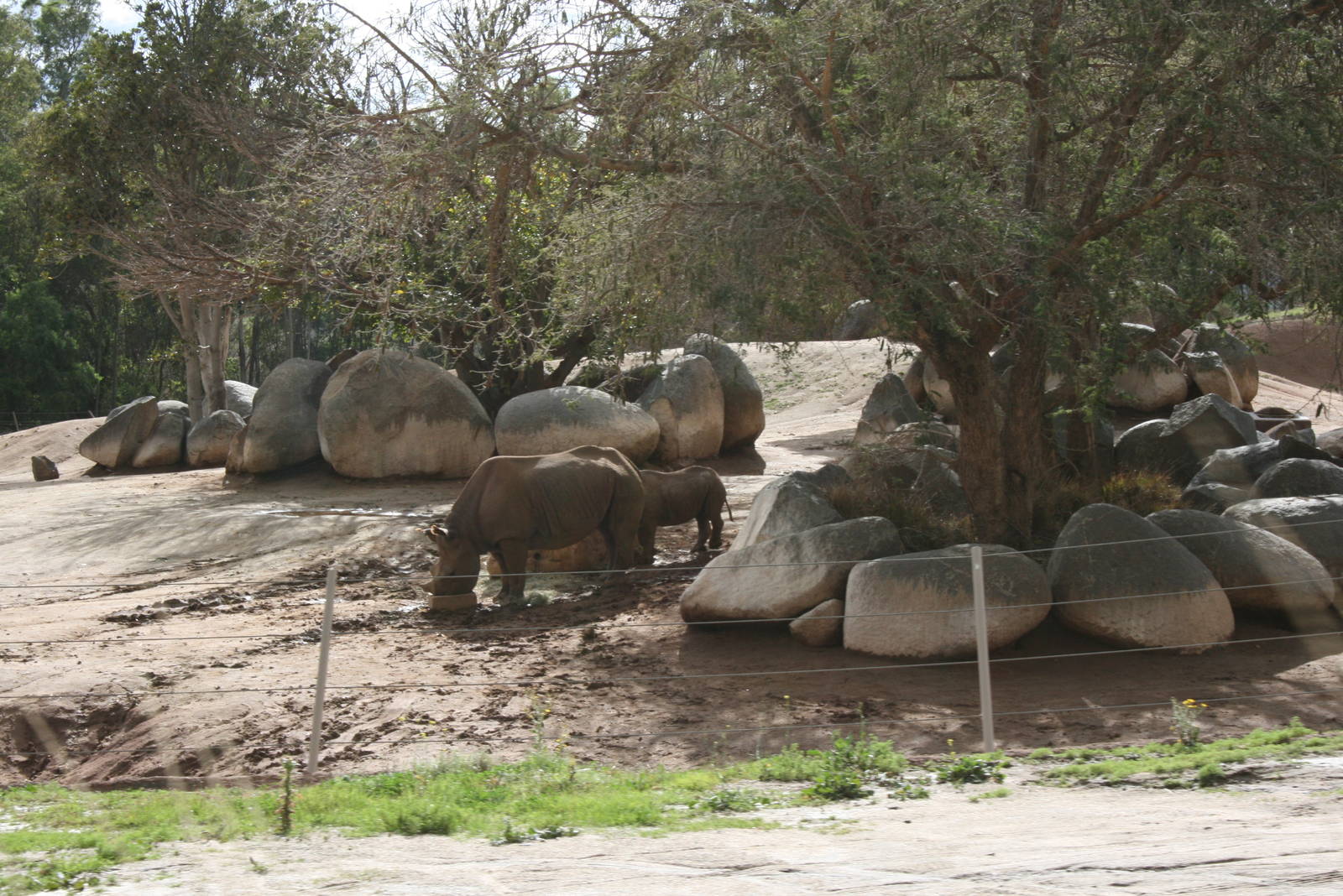 Black Rhino 2-8-09